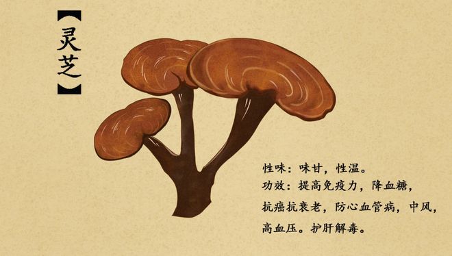 2024伊春亲子夏令营灵芝采摘+红松认领+药膳香囊+森林漂流+森林骑士+寻蜜之旅(图4)