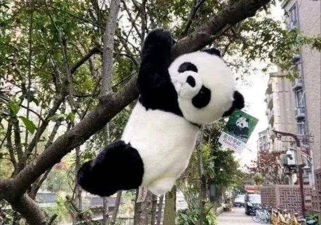 2024成都、香港、石家庄奇速英语7日游学夏令营