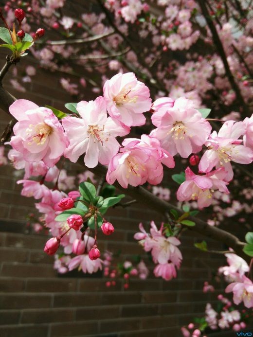 惠东开放大学2024年秋季学期老年教育招生简章(图5)