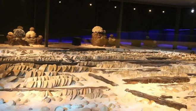 招募｜2024年寻找“最美志愿家庭”——“志愿＋”教育活动（第五期）开始招募啦！(图3)