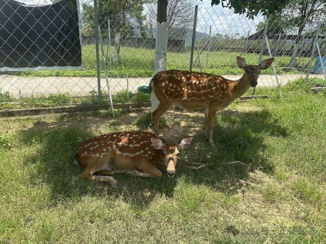 2025“城乡少年”夏令营招募啦(图8)