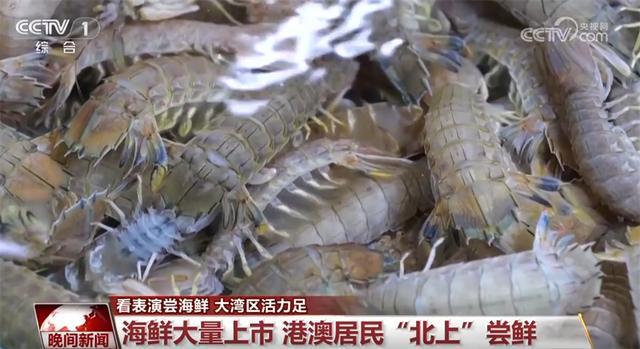 “文化游”“研学游”“美食人流如织“跨境激发大湾区澎湃活力(图2)